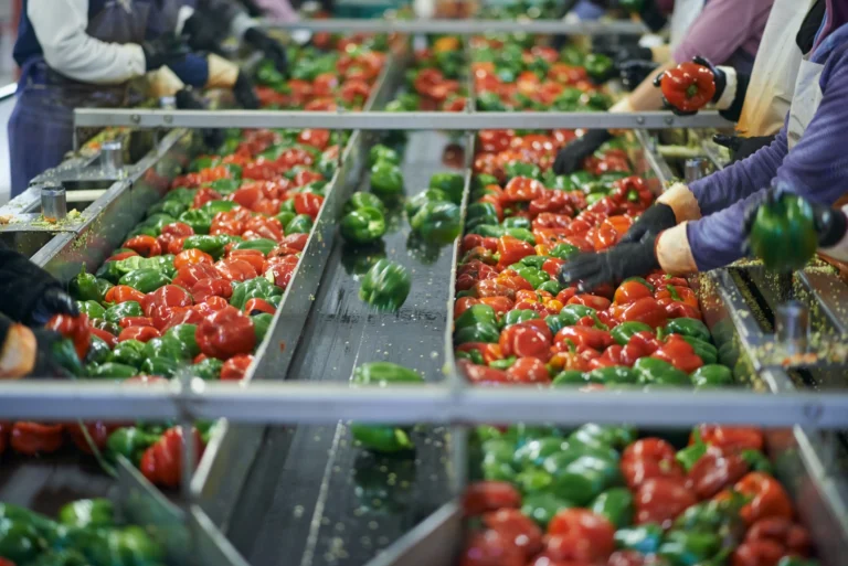 Bell pepper sorting line in a food processing facility with sanitized, coated surfaces designed for hygiene and air safety