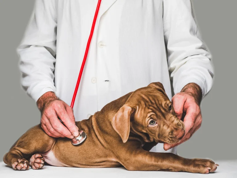 Veterinarian examining a puppy in a clean clinic setting—representing the health-focused environments BioBond supports with low VOC coatings