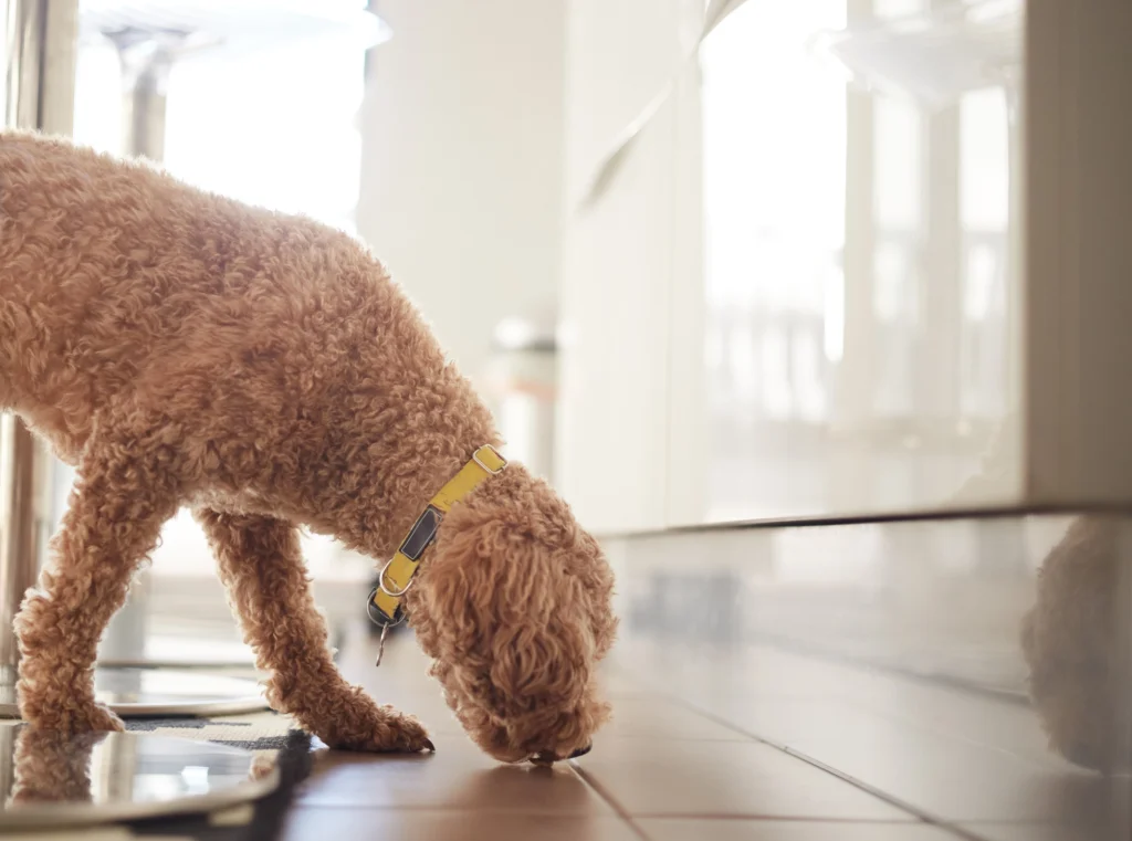 Dog sniffing a seamless indoor floor surface: the importance of odor control and non-porous coatings like those offered by BioBond